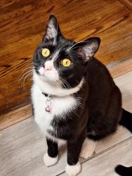 Lost Male Cat last seen N 73rd Ave/ Dickens, Elmwood Park, IL 60707