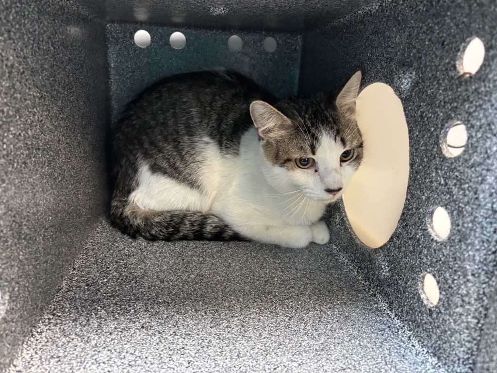 Shelter Stray Unknown Cat last seen Crotona Park, BRONX, NY, 10459, 326 E 110th St, New York, NY 10029, USA
