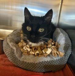 Shelter Stray Female Cat last seen Newbury st & Hillside Ave, LIVERMORE, CA, 94551, 4651 Gleason Dr, Dublin, CA 94568, USA