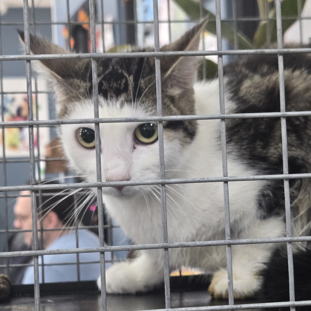 Shelter Stray Unknown Cat last seen , 124 Evergreen Ave, Newark, NJ 07114, USA