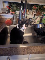 Lost Female Cat last seen Liberty, Delaware, OH 43015