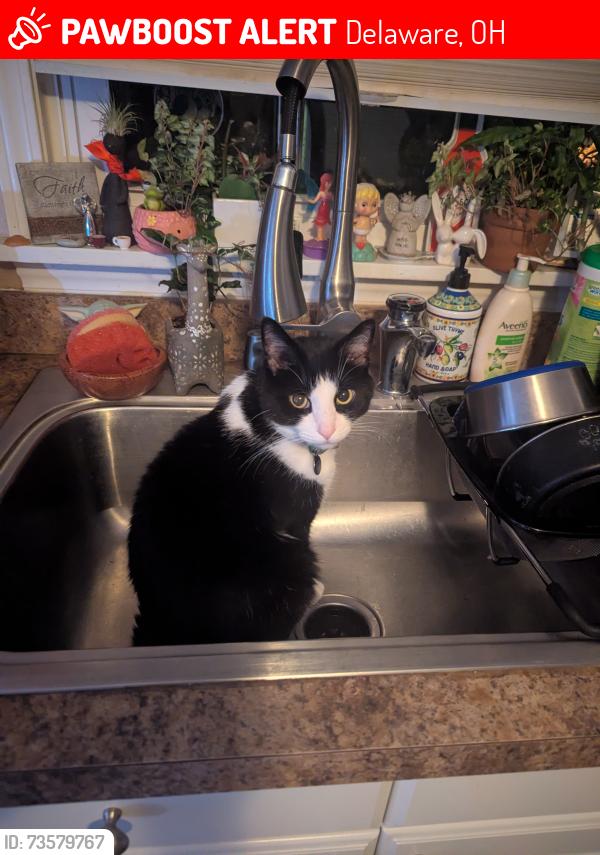 Lost Female Cat last seen Liberty, Delaware, OH 43015