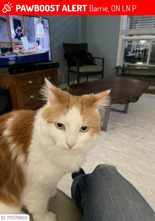 Lost Male Cat last seen Garden and Burton., Barrie, ON L4N 5P5