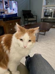 Lost Male Cat last seen Garden and Burton., Barrie, ON L4N 5P5