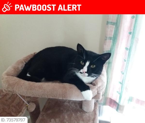 Lost Male Cat last seen Arthur Road, Greater London, England 
