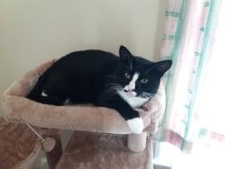 Lost Male Cat last seen Arthur Road, Greater London, England 