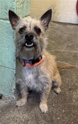 Shelter Stray Female Dog last seen Q ST & 13TH, 2127 Front St, Sacramento, CA 95818, USA