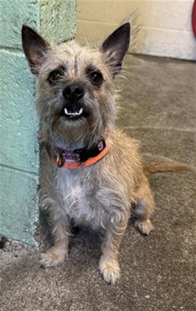 Shelter Stray Female Dog last seen Q ST & 13TH, 2127 Front St, Sacramento, CA 95818, USA