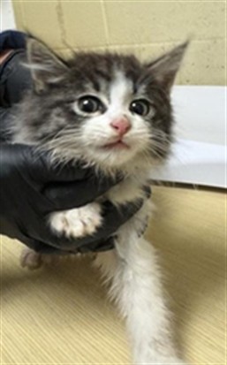 Shelter Stray Male Cat last seen 40TH ST & 12TH AVE, 2127 Front St, Sacramento, CA 95818, USA