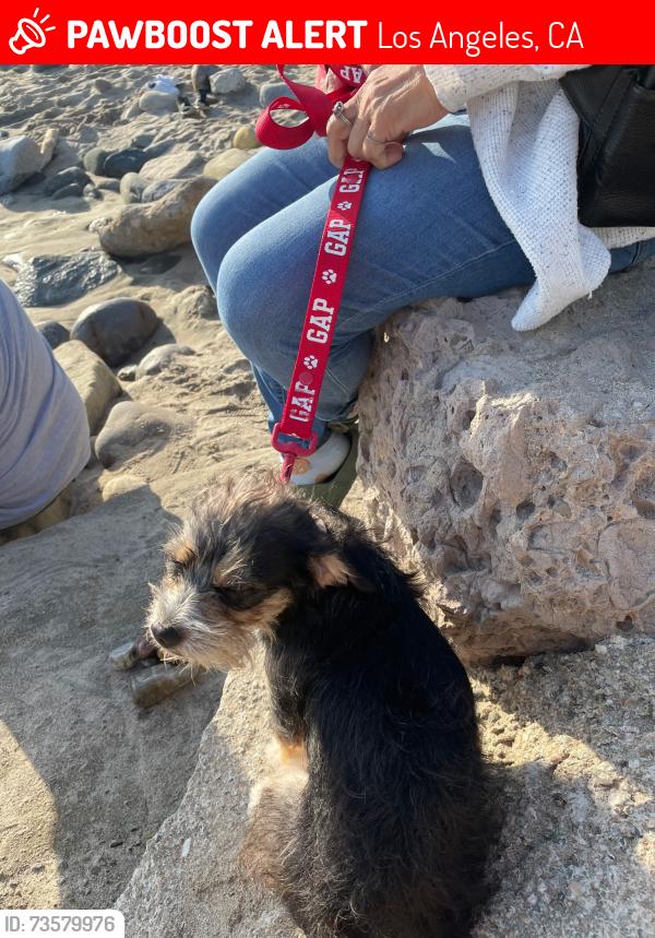 Lost Female Dog last seen De Longpre Ave, Los Angeles, CA 90028