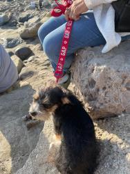 Lost Female Dog last seen De Longpre Ave, Los Angeles, CA 90028