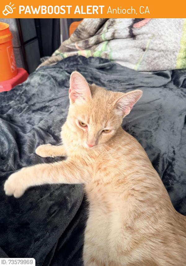 Found/Stray Male Cat last seen 18th street near 17th st santa ana, Antioch, CA 94509