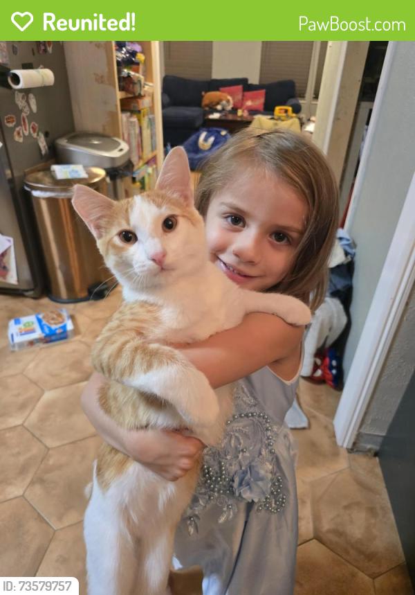 Reunited Male Cat last seen Echo hill, Ridgecrest, Quail Run, Watauga, TX 76148
