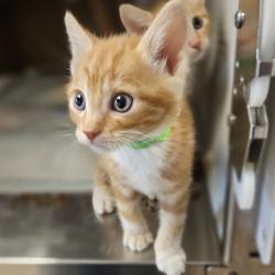 Shelter Stray Male Cat last seen Near Pardee Drive, OAKLAND, CA, 94621, 8323 Baldwin St, Oakland, CA 94621, USA