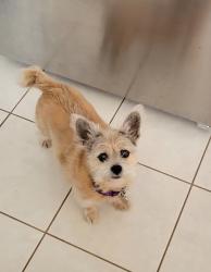 Lost Female Dog last seen Liblen Ave & Somerset blvd, Bellflower, CA 90706