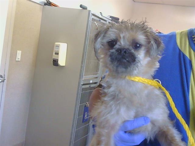 Shelter Stray Female Dog last seen 47TH AVE/ WIRE DR, 95824, 3839 Bradshaw Rd, Sacramento, CA 95827, USA