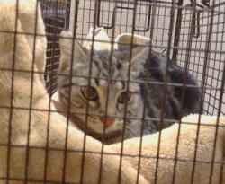 Shelter Stray Female Cat last seen FILBERT AVE/OAK AVE, 95662, 3839 Bradshaw Rd, Sacramento, CA 95827, USA
