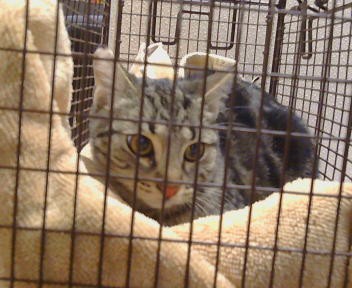 Shelter Stray Female Cat last seen FILBERT AVE/OAK AVE, 95662, 3839 Bradshaw Rd, Sacramento, CA 95827, USA
