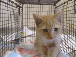 Shelter Stray Male Cat last seen LINDA DIO DR/ MIRA DEL RIO DR, 95819, 3839 Bradshaw Rd, Sacramento, CA 95827, USA