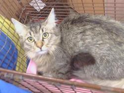 Shelter Stray Male Cat last seen LINDA DIO DR/ MIRA DEL RIO DR, 95819, 3839 Bradshaw Rd, Sacramento, CA 95827, USA