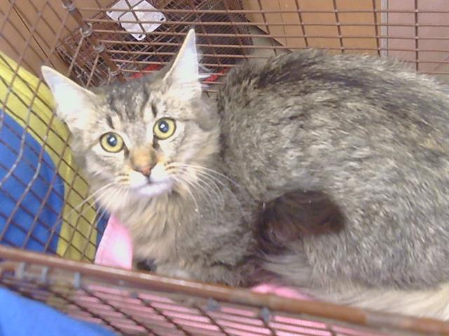 Shelter Stray Male Cat last seen LINDA DIO DR/ MIRA DEL RIO DR, 95819, 3839 Bradshaw Rd, Sacramento, CA 95827, USA