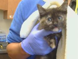 Shelter Stray Female Cat last seen AUBURN BLV/ MADISON AVE 95821, 3839 Bradshaw Rd, Sacramento, CA 95827, USA