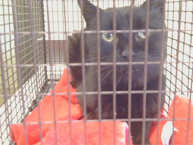 Shelter Stray Female Cat last seen ZUIDER ZEE CIR/ DUTCH HAVEN BLVD, 95626, 3839 Bradshaw Rd, Sacramento, CA 95827, USA