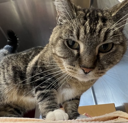 Shelter Stray Female Cat last seen Ajay Dr / Lindsay Dr, Roseville City, CA, 200 Tahoe Ave, Roseville, CA 95678, USA