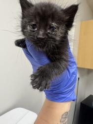 Shelter Stray Male Cat last seen 42nd street at Cuny Ave, Sacramento County, CA, 6201 Florin Perkins Rd, Sacramento, CA 95828, USA