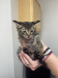 Shelter Stray Male Cat last seen DON JULIO BLVD at MELROSE DR, Sacramento County, CA, 6201 Florin Perkins Rd, Sacramento, CA 95828, USA