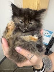 Shelter Stray Female Cat last seen DON JULIO BLVD at MELROSE DR, Sacramento County, CA, 6201 Florin Perkins Rd, Sacramento, CA 95828, USA
