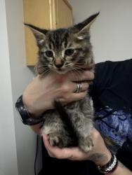 Shelter Stray Male Cat last seen DON JULIO BLVD at MELROSE DR, Sacramento County, CA, 6201 Florin Perkins Rd, Sacramento, CA 95828, USA