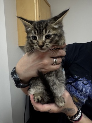 Shelter Stray Male Cat last seen DON JULIO BLVD at MELROSE DR, Sacramento County, CA, 6201 Florin Perkins Rd, Sacramento, CA 95828, USA