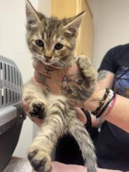 Shelter Stray Unknown Cat last seen DON JULIO BLVD at MELROSE DR, Sacramento County, CA, 6201 Florin Perkins Rd, Sacramento, CA 95828, USA