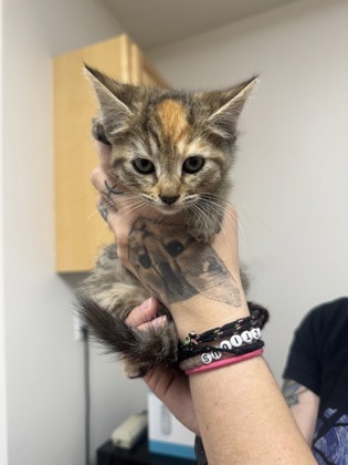 Shelter Stray Unknown Cat last seen DON JULIO BLVD at MELROSE DR, Sacramento County, CA, 6201 Florin Perkins Rd, Sacramento, CA 95828, USA