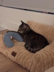 Shelter Stray Male Cat last seen Near E 110 Street, NEW YORK, NY, 10029, 326 E 110th St, New York, NY 10029, USA