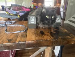 Lost Female Cat last seen Across from Sunset Knolls Park on Finley Road, Lombard, IL 60148