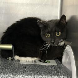 Shelter Stray Female Cat last seen , 124 Evergreen Ave, Newark, NJ 07114, USA