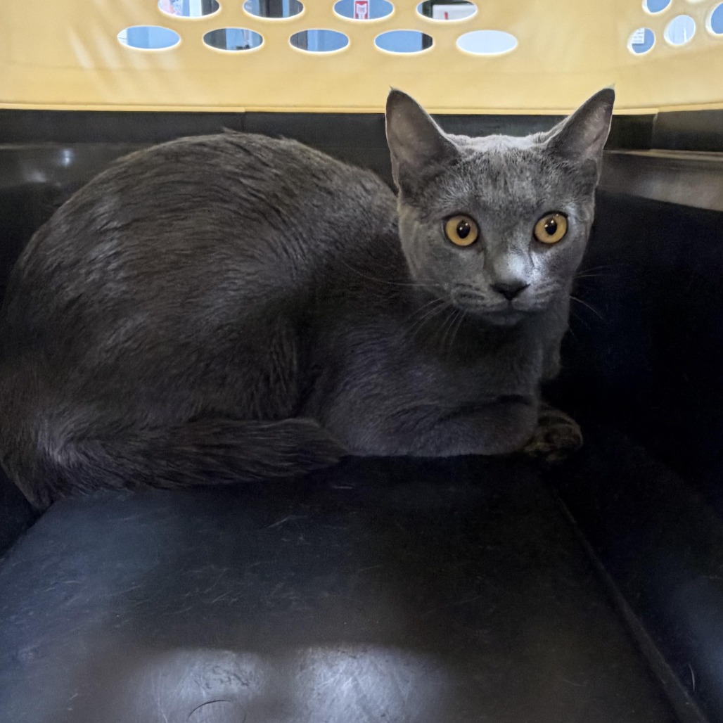 Shelter Stray Unknown Cat last seen , 124 Evergreen Ave, Newark, NJ 07114, USA