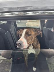 Found/Stray Male Dog last seen Greenback lane, Citrus Heights, CA 95621