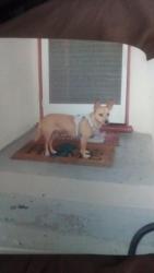 Lost Female Dog last seen By metro rail on santa monica blvd, Los Angeles, CA 90038