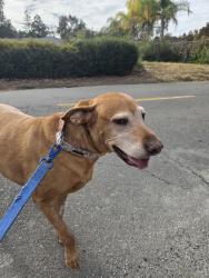 Found/Stray Female Dog last seen California avenue, Carmichael, CA 95608