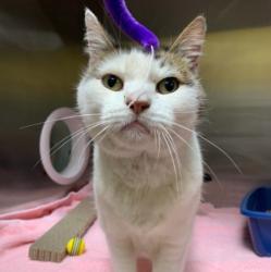 Shelter Stray Female Cat last seen Near BLOCK OF WOOD ST, 1590 Fortmann Way, Alameda, CA 94501, USA