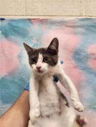 Shelter Stray Female Cat last seen WEST STOCKTON BLVD / MICHENER DR, 9150 Union Park Way, Elk Grove, CA 95624, USA