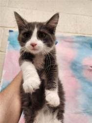 Shelter Stray Female Cat last seen WEST STOCKTON BLVD / MICHENER DR, 9150 Union Park Way, Elk Grove, CA 95624, USA