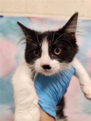 Shelter Stray Female Cat last seen WEST STOCKTON BLVD / MICHENER DR, 9150 Union Park Way, Elk Grove, CA 95624, USA