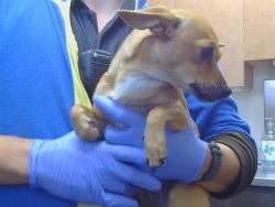 Shelter Stray Female Dog last seen MADISON AVE/ JACKSON ST, 95662, 3839 Bradshaw Rd, Sacramento, CA 95827, USA