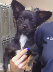 Shelter Stray Female Dog last seen MADISON AVE/ JACKSON ST, 95662, 3839 Bradshaw Rd, Sacramento, CA 95827, USA