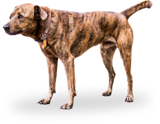 Pawboost Porter Stand